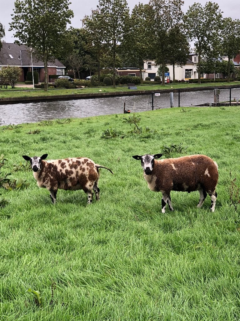 Schapen rammen, Mannelijk, Schaap, 0 tot 2 jaar