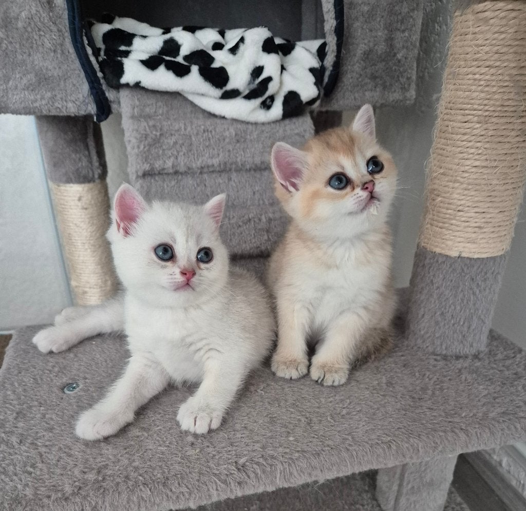 Brits korthaar kittens met stamboom, Dieren en Toebehoren, Katten en Kittens | Raskatten | Korthaar, Meerdere dieren, Met stamboom