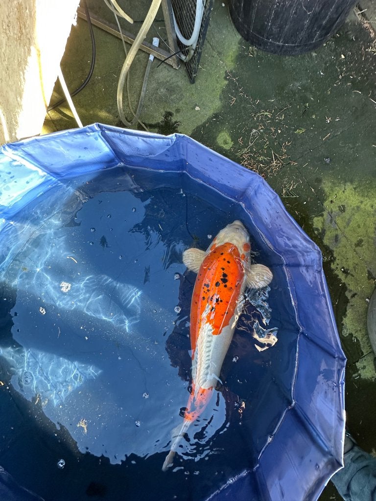 Doitsu Ochiba Japanse koi, Karper of Koi
