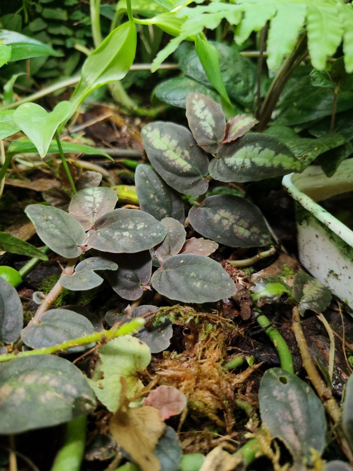 Pellionia repens, Ophalen, Eenjarig, Groenteplanten, Volle zon
