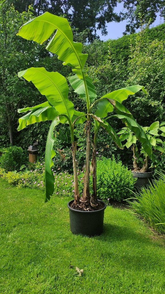 Musa Basjoo Bananenplant, Ophalen, Vaste plant, Overige soorten, Volle zon