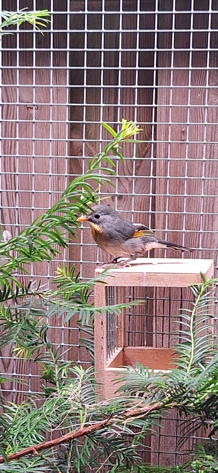 Japanse nachtegaal poppen., Dieren en Toebehoren, Vrouwelijk, Geringd