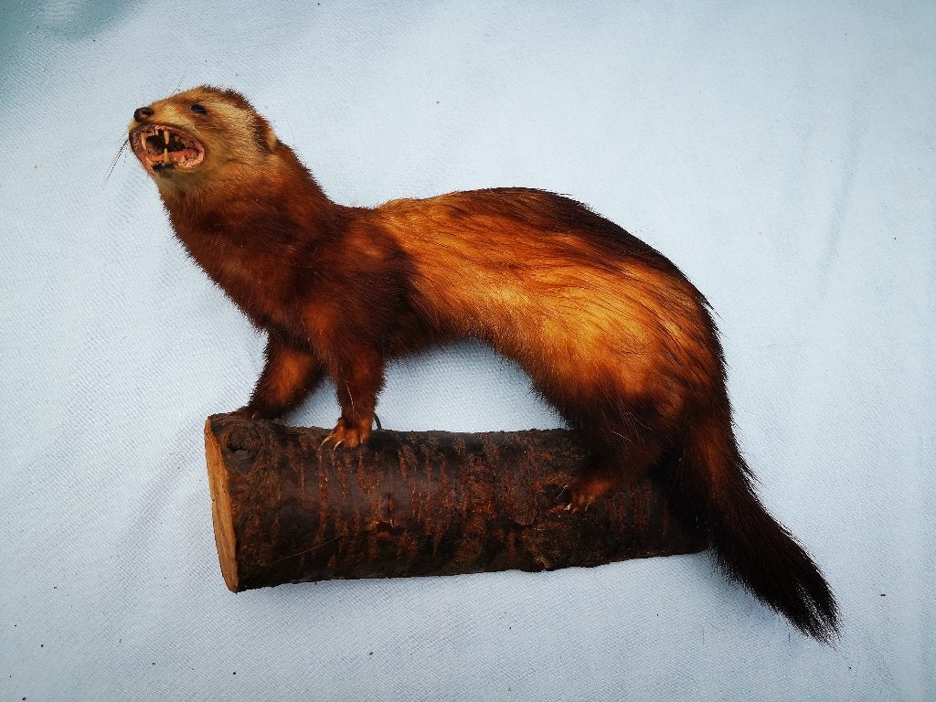Vintage taxidermie Opgezette dier fret wezel otter bunzing, Ophalen of Verzenden, Zo goed als nieuw, Vogel, Opgezet dier