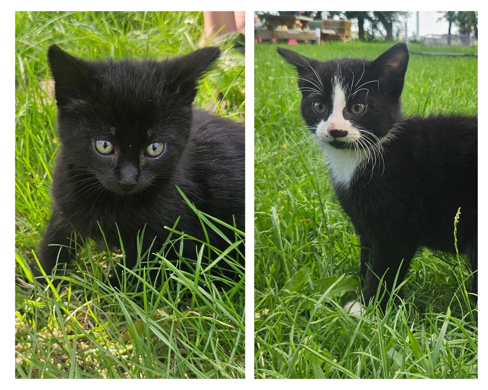 (Half) langharige kittens, Dieren en Toebehoren, Katten en Kittens | Overige Katten, Langharig, Meerdere dieren, 0 tot 2 jaar