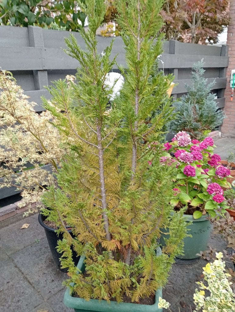 Conifeer, Tuin en Terras, Planten | Struiken en Hagen, Ophalen, Conifeer, Struik, 100 tot 250 cm