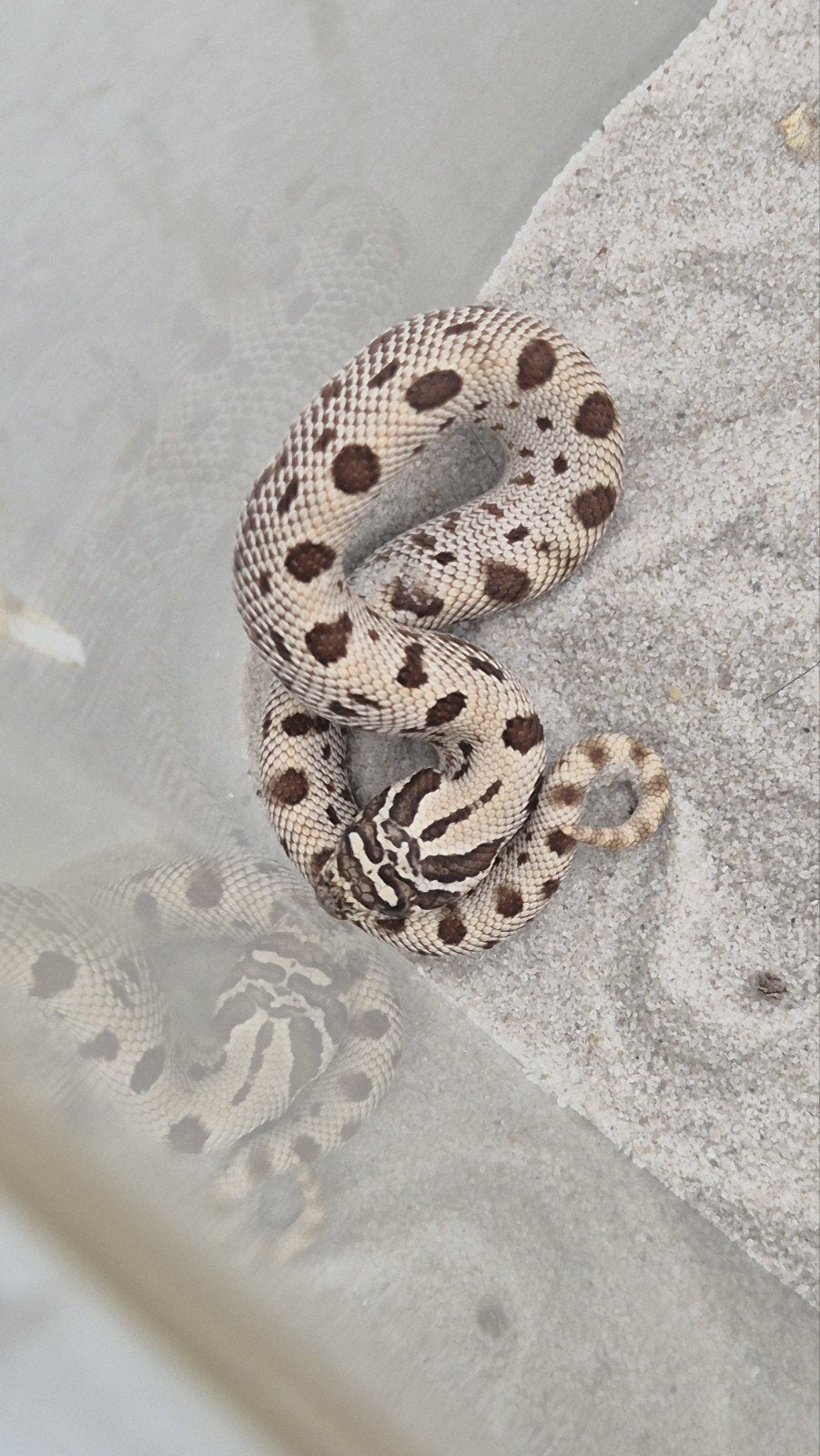 Haakneusslang het toffee Hognose Snake photo 3