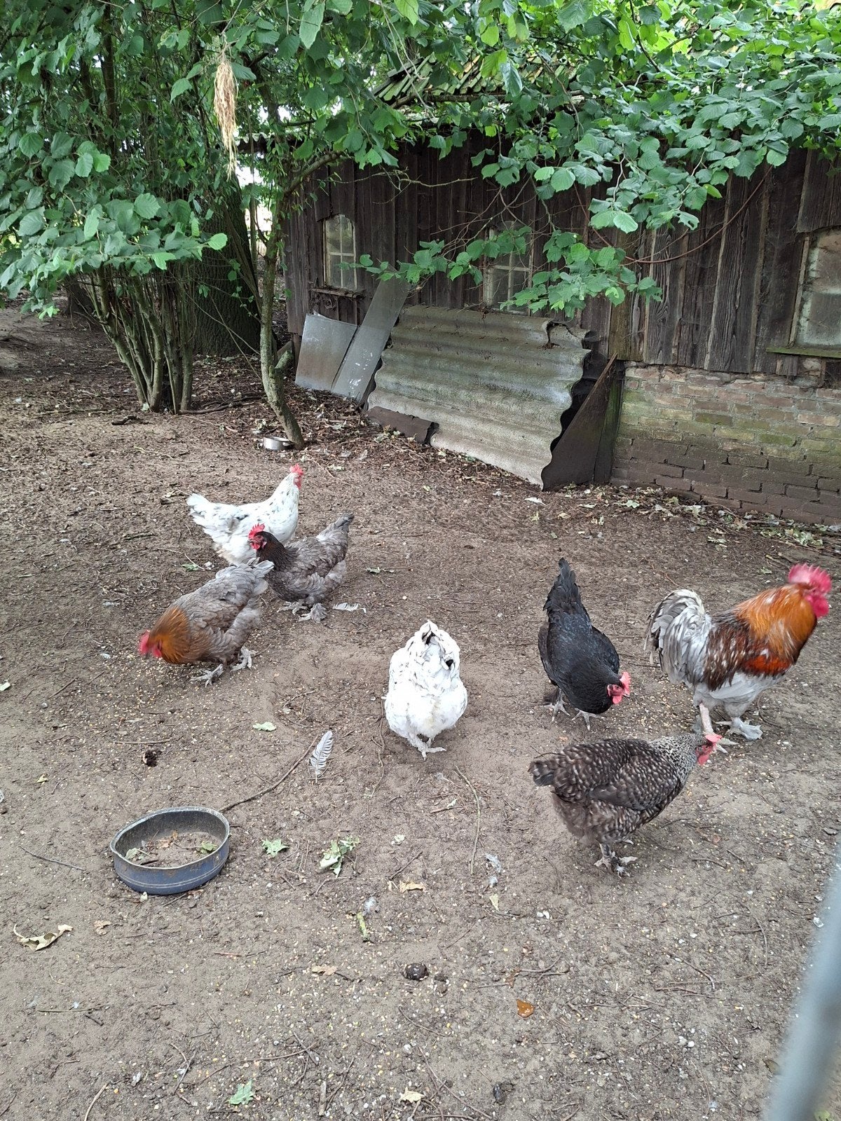 Marans hennen, Dieren en Toebehoren, Pluimvee, Meerdere dieren, Kip