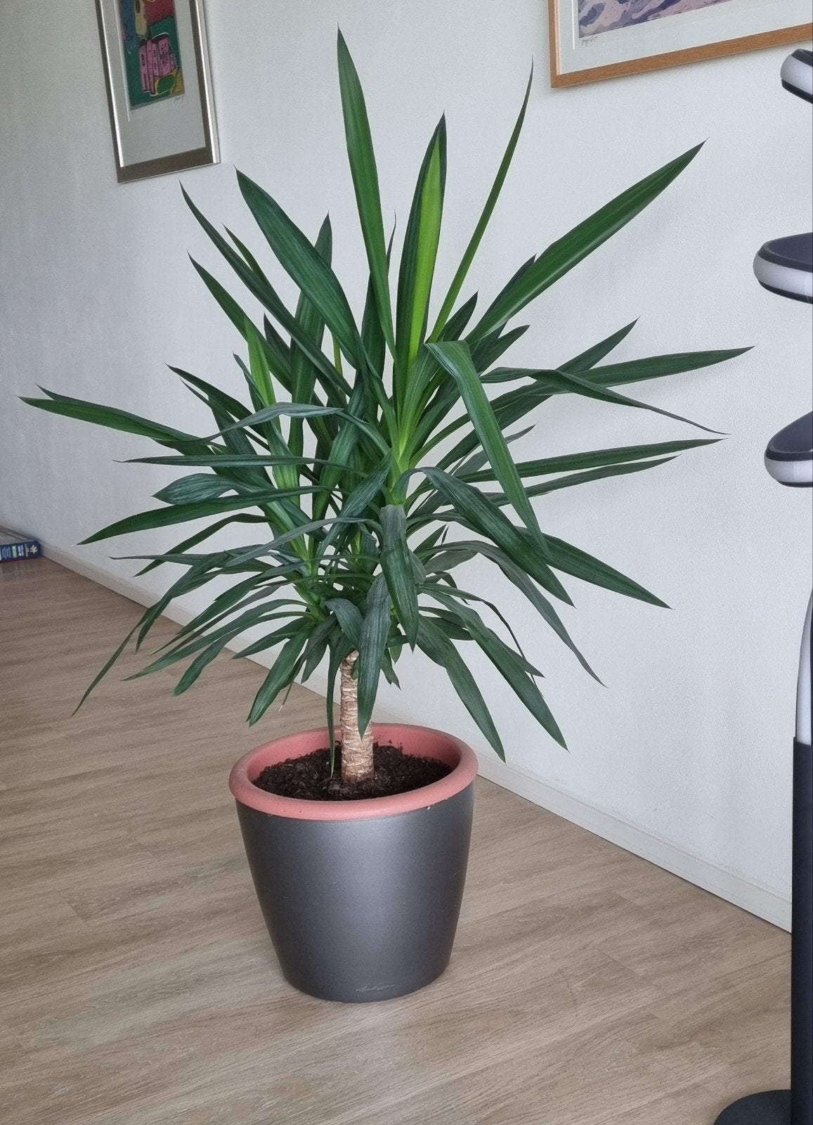 Prachtige gezonde Yucca, Ophalen, Halfschaduw, Minder dan 100 cm