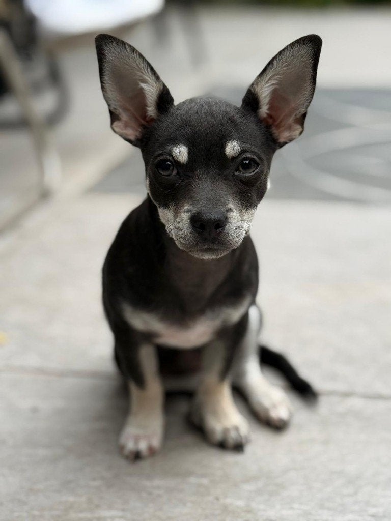 Chihuahua  pup, 15 weken tot 1 jaar, Teef, Eén hond, Chihuahua
