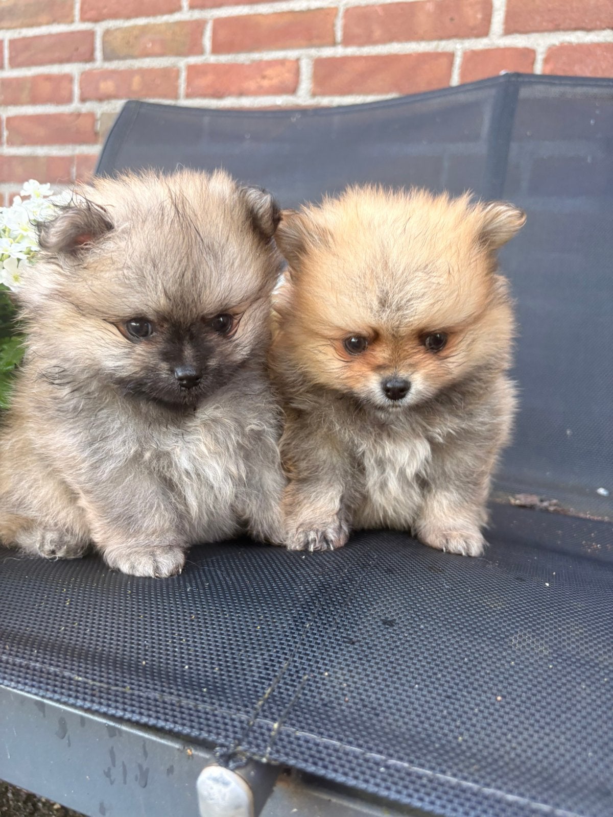 Dwergkees, Pomeriaan pups - 2 stoere kerels!, Parvo, Keeshond, 8 tot 15 weken, Meerdere