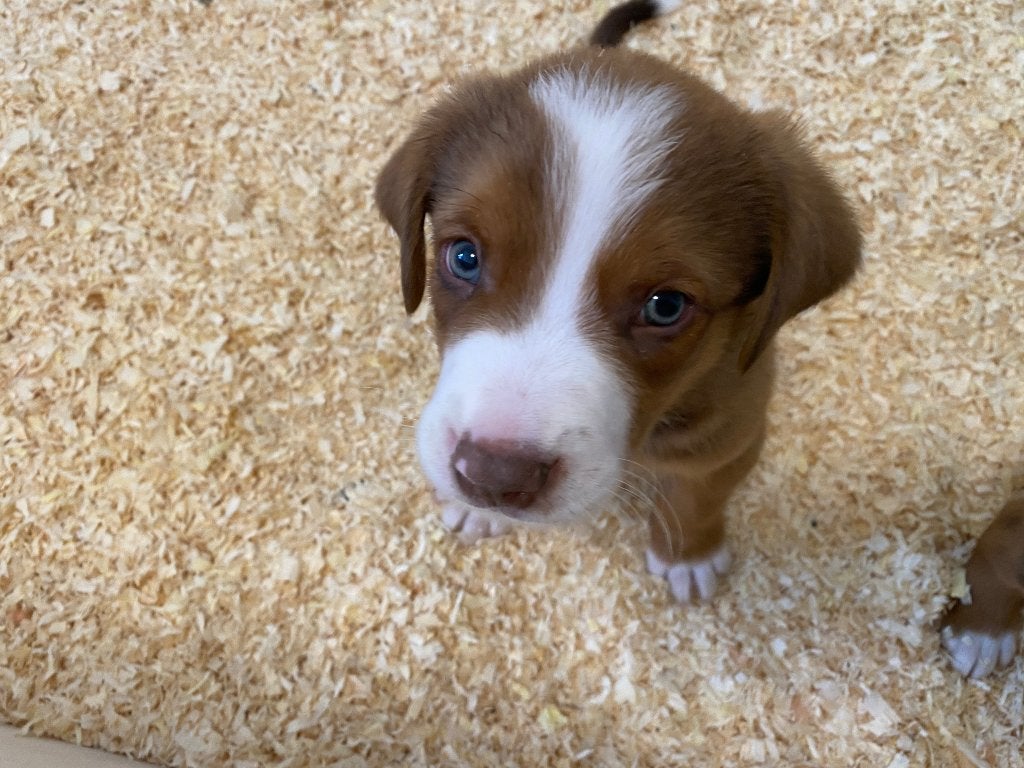 Entlebucher Sennenhond pups, 8 tot 15 weken, Meerdere dieren, Eén hond, CDV (hondenziekte)