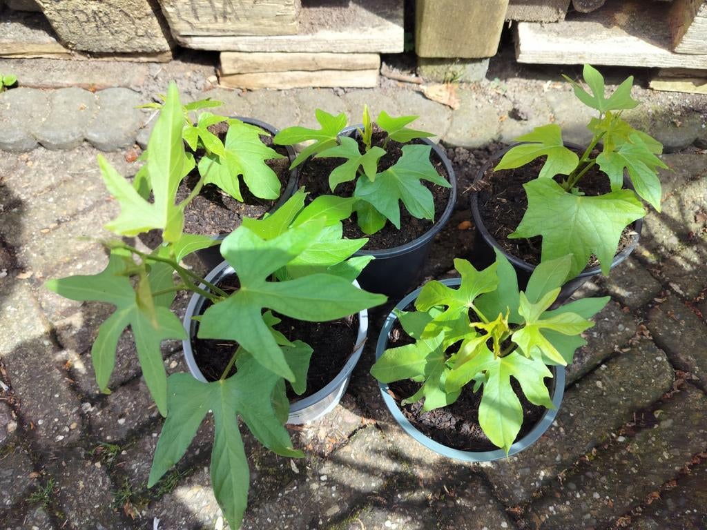 Zoete aardappel planten. Golden eye., Ophalen, Volle zon