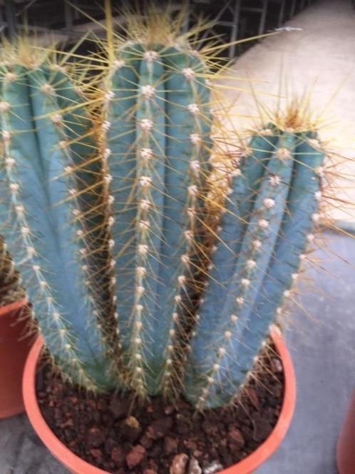 Cactus Pilocereus Azureus fraai blauw soort in de 17cm pot., Ophalen of Verzenden, Minder dan 100 cm, In pot, Cactus