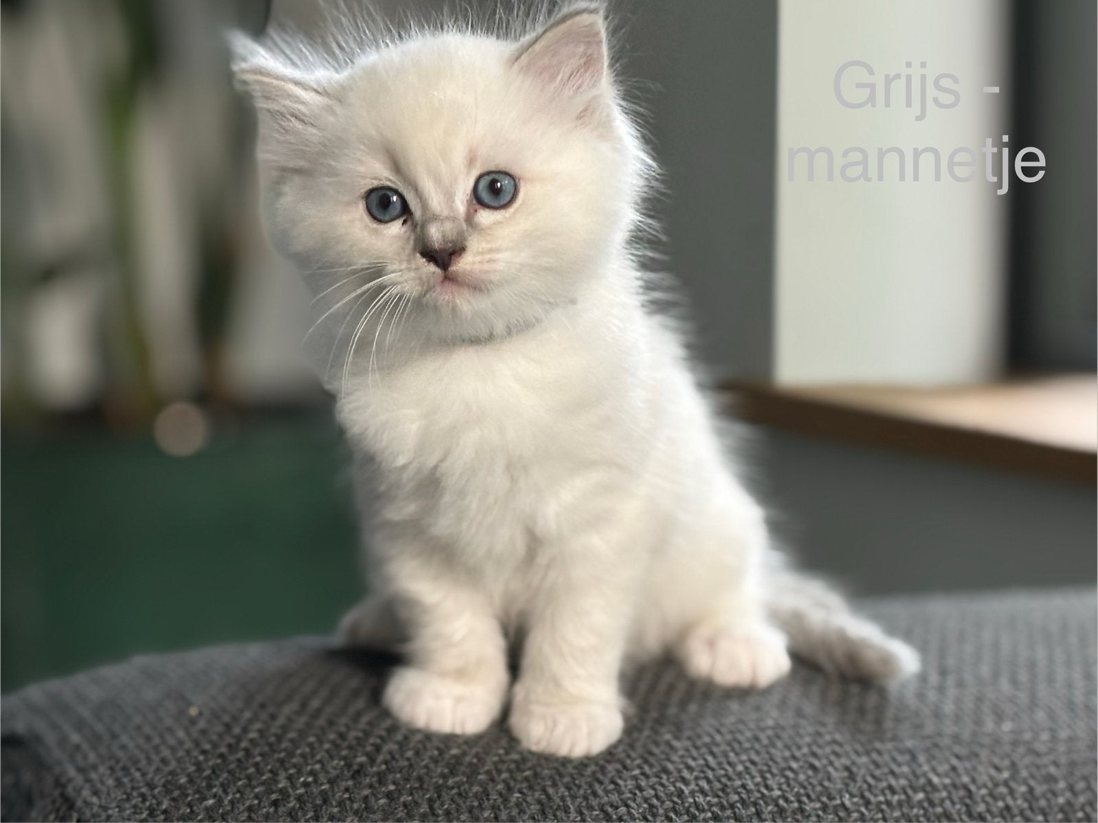 Ragdoll kittens – Nu te reserveren!, Dieren en Toebehoren, Meerdere dieren, Ontwormd