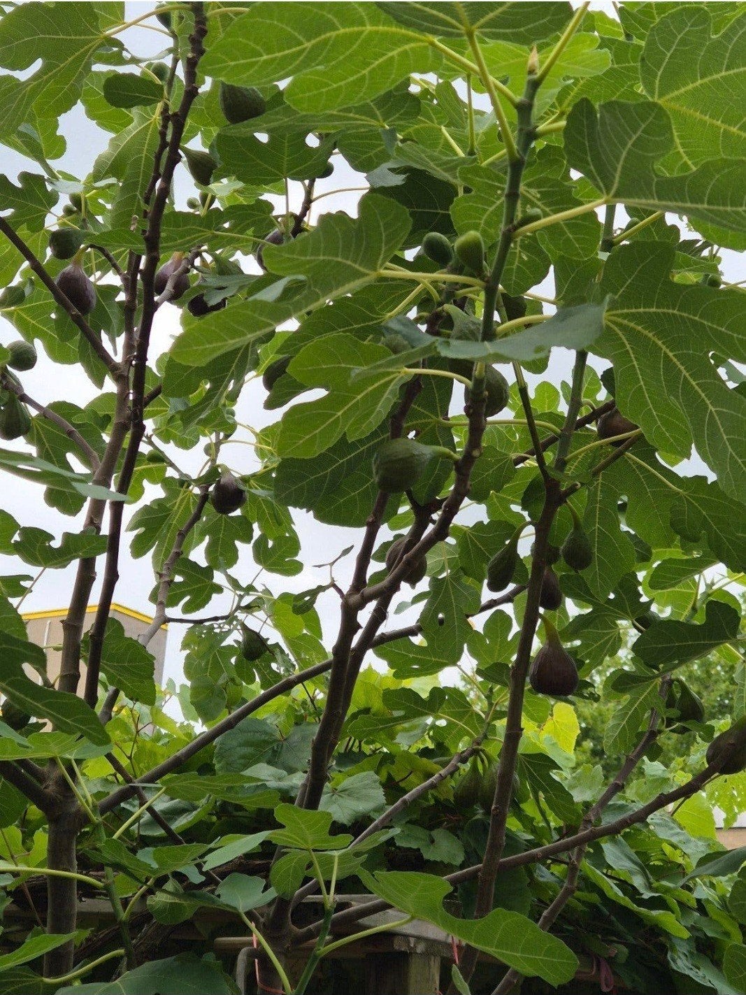 vijgenboom, Bloeit niet, Overige soorten, 100 tot 250 cm, Ophalen