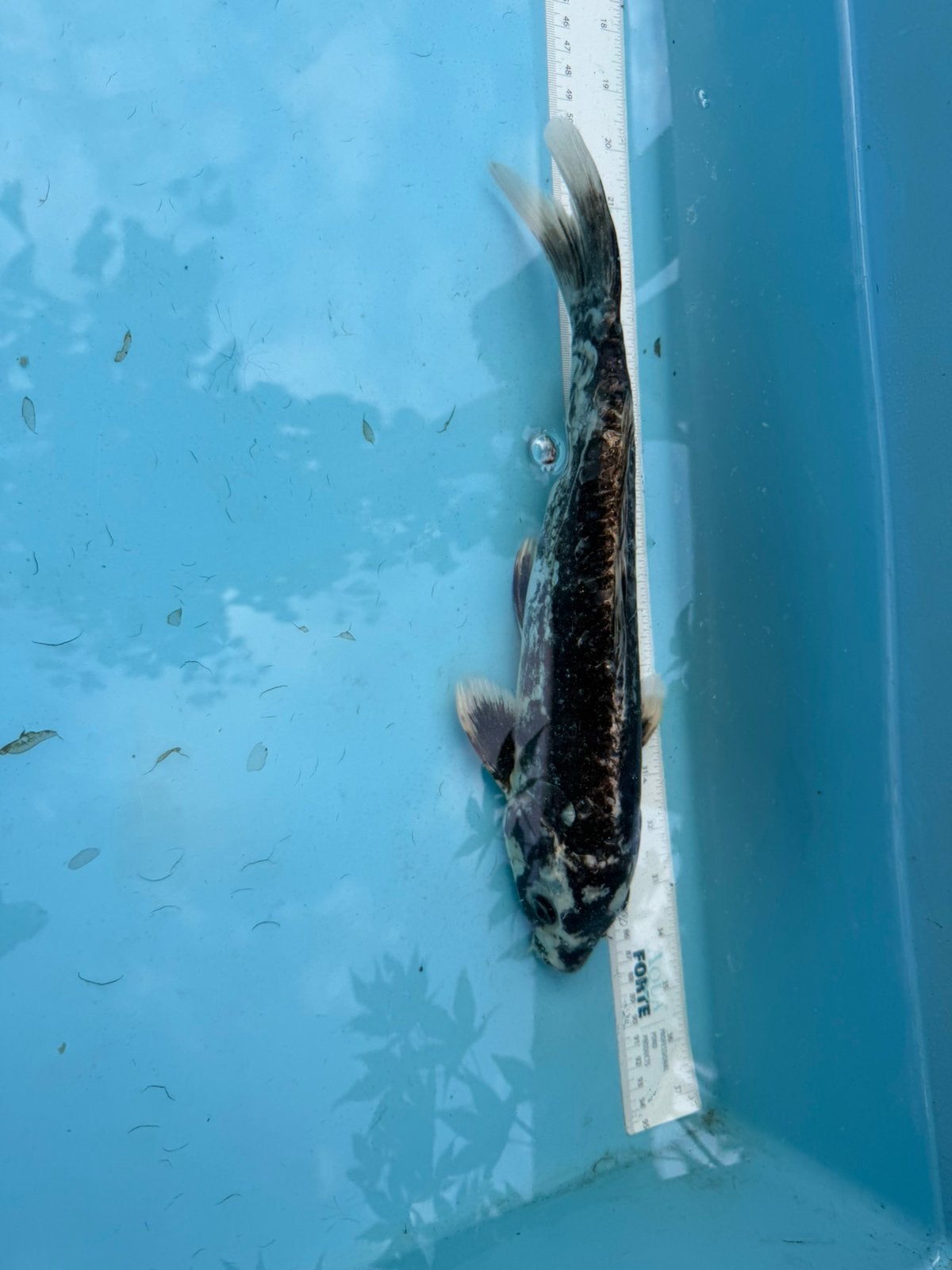 Kin Kikokuryu  koi, Karper of Koi