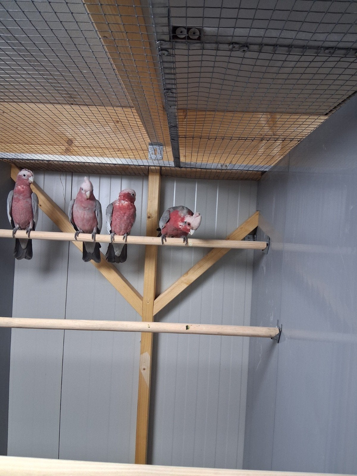 2 jonge rose kakatoe's, Meerdere dieren, Papegaai, Tam