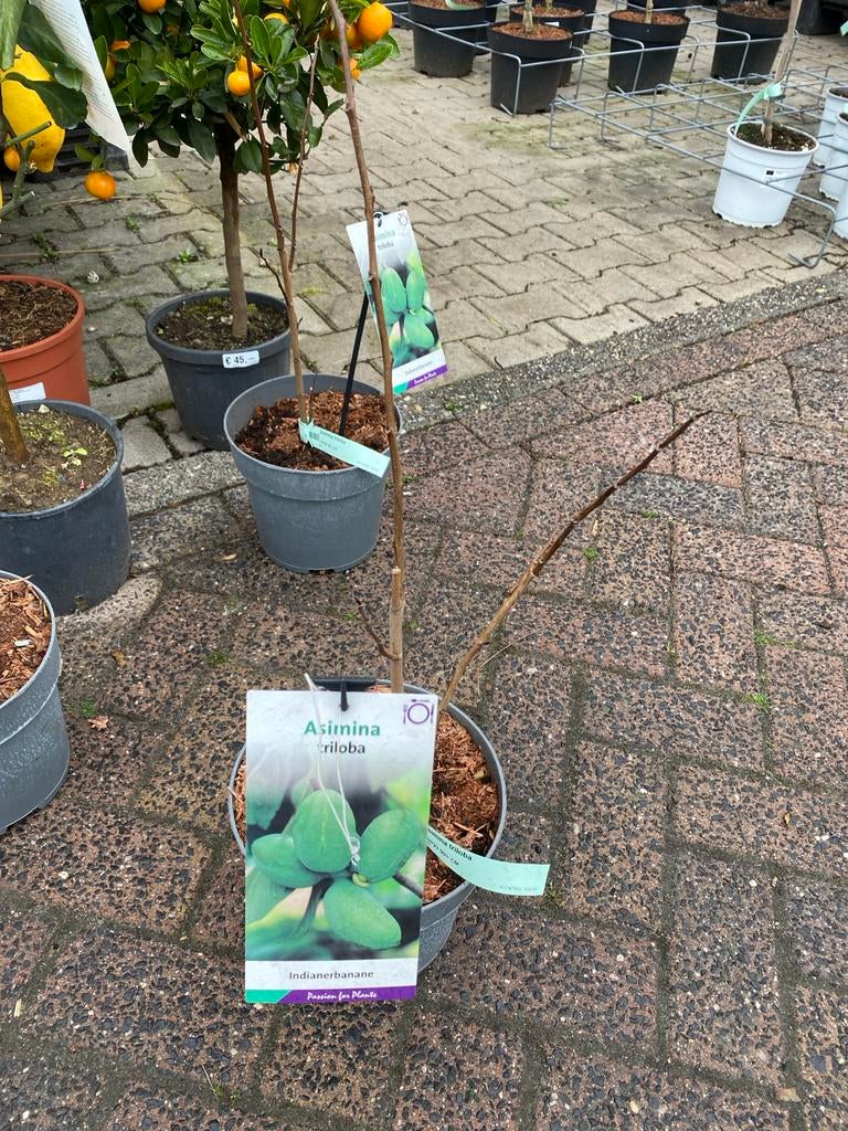 Asimina triloba - Indianerbanane (Pawpaw), Tuin en Terras, Planten | Tuinplanten, Ophalen, Volle zon, Vaste plant, Fruitplanten
