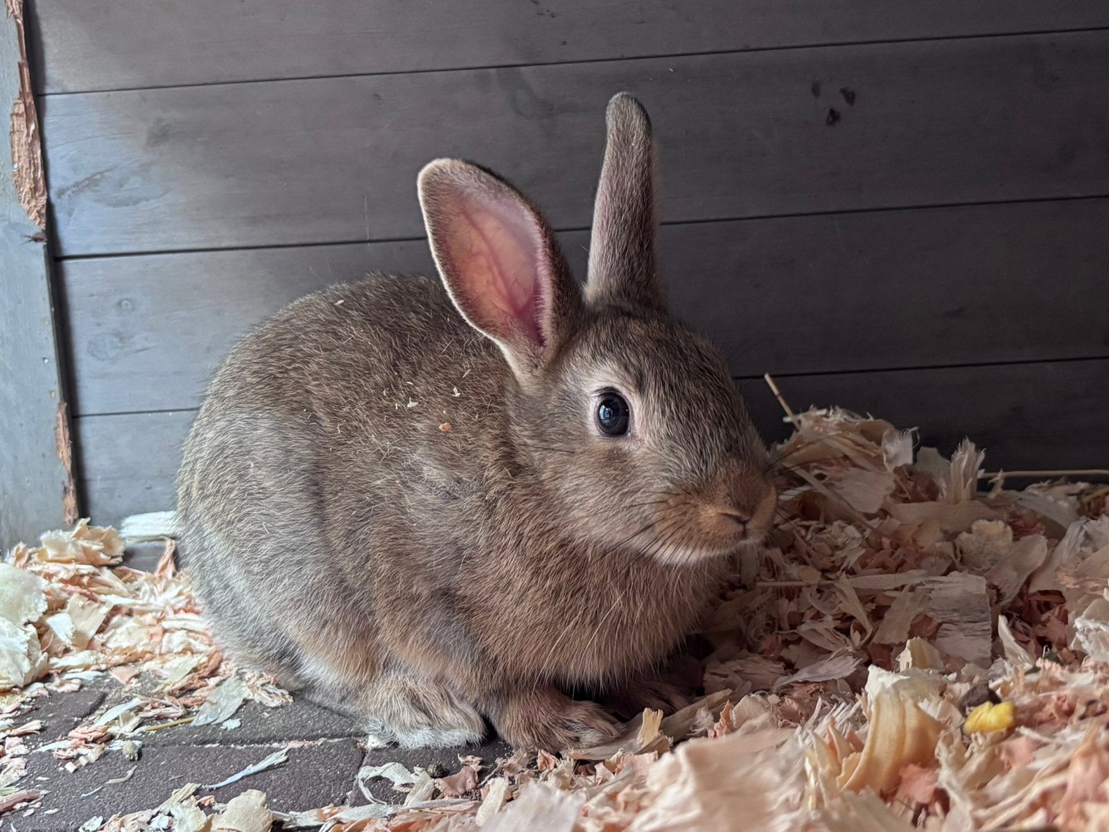 Lief rammetje te koop, Mannelijk, Klein, 0 tot 2 jaar