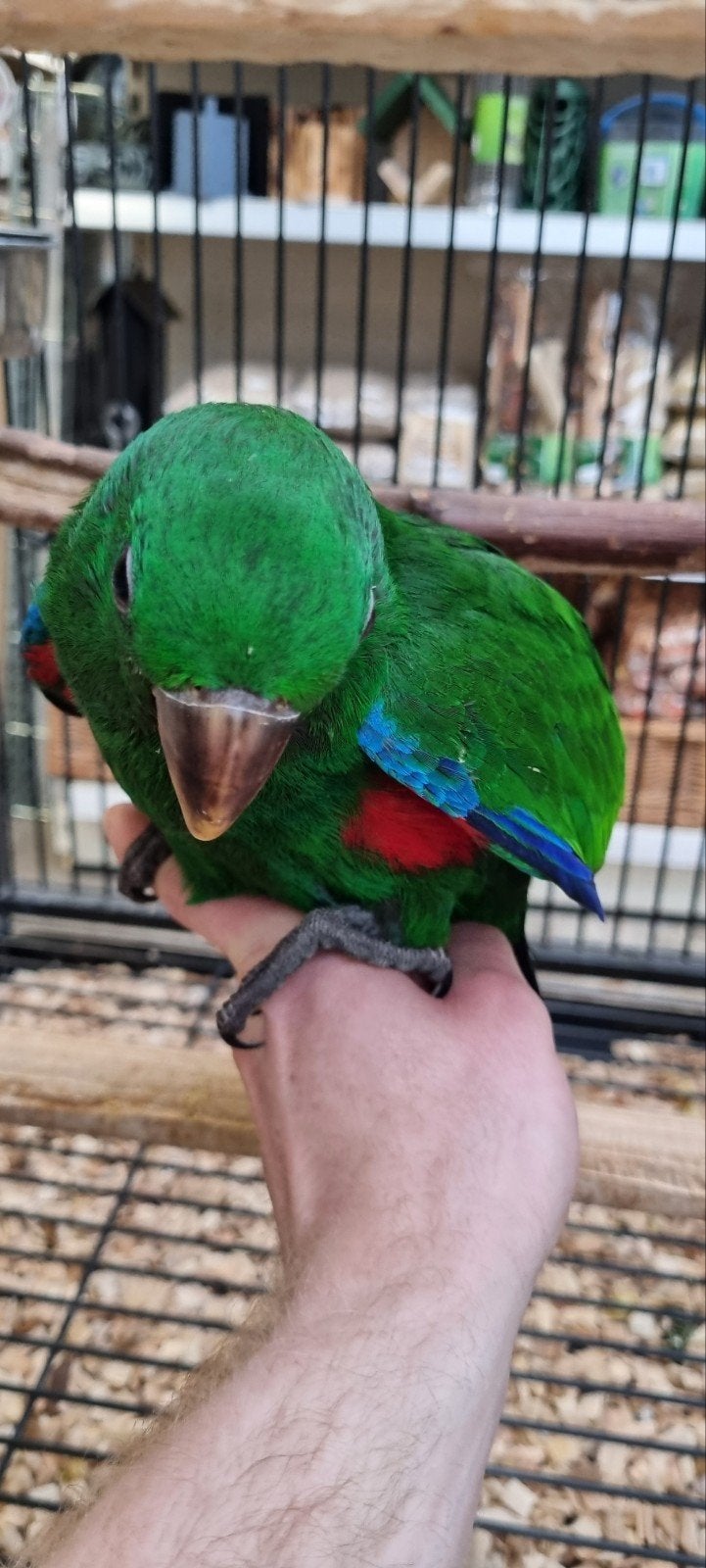 Edelpapegaai man 12 weken, Dieren en Toebehoren, Mannelijk, Papegaai, Tam