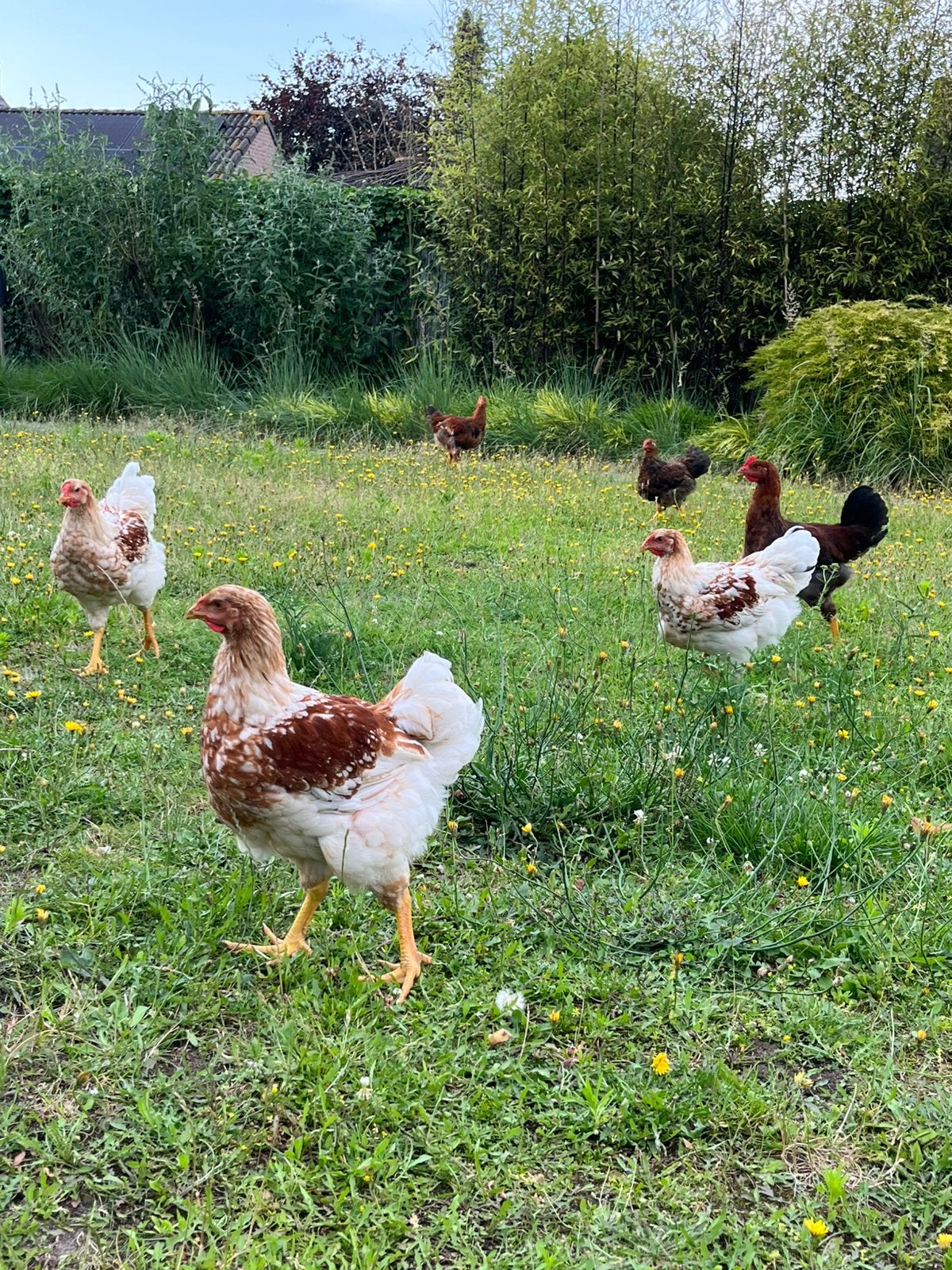 Jonge hanen Wyandotte groot en Welsummer, Dieren en Toebehoren, Pluimvee, Mannelijk, Kip
