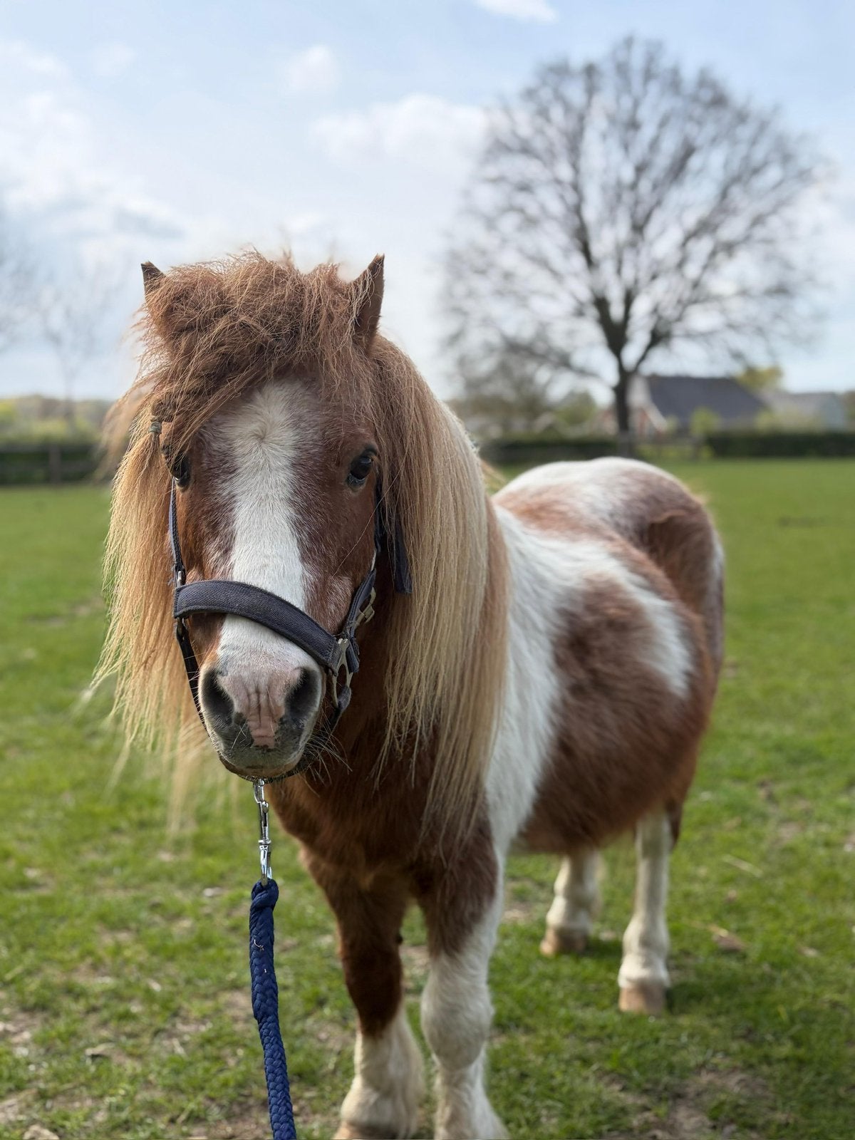 Shetland pony te koop, Dieren en Toebehoren, Pony's, Hengst, Niet van toepassing, A pony (tot 1.17m), 11 jaar of ouder