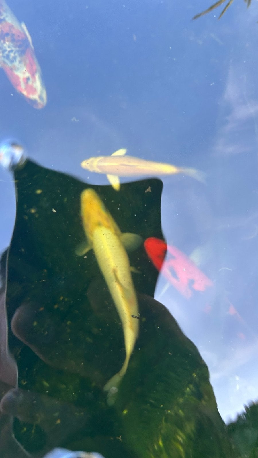 wit/goudgele koi, Karper of Koi