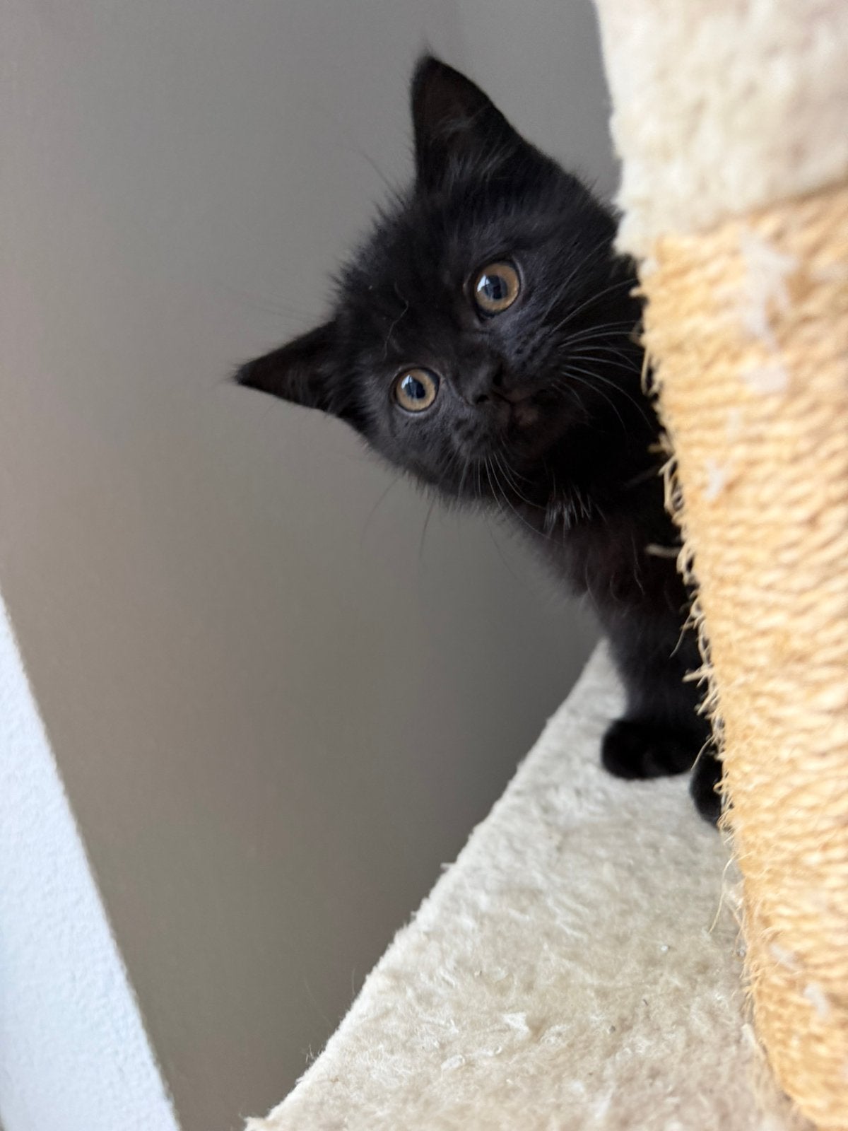 Laatste kitten uit een nest van 9, Dieren en Toebehoren, Meerdere dieren