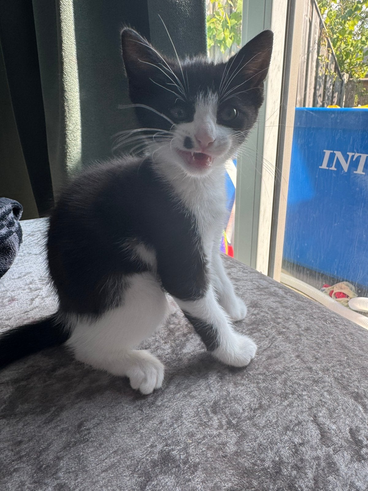 Kitten 8 weken, Poes