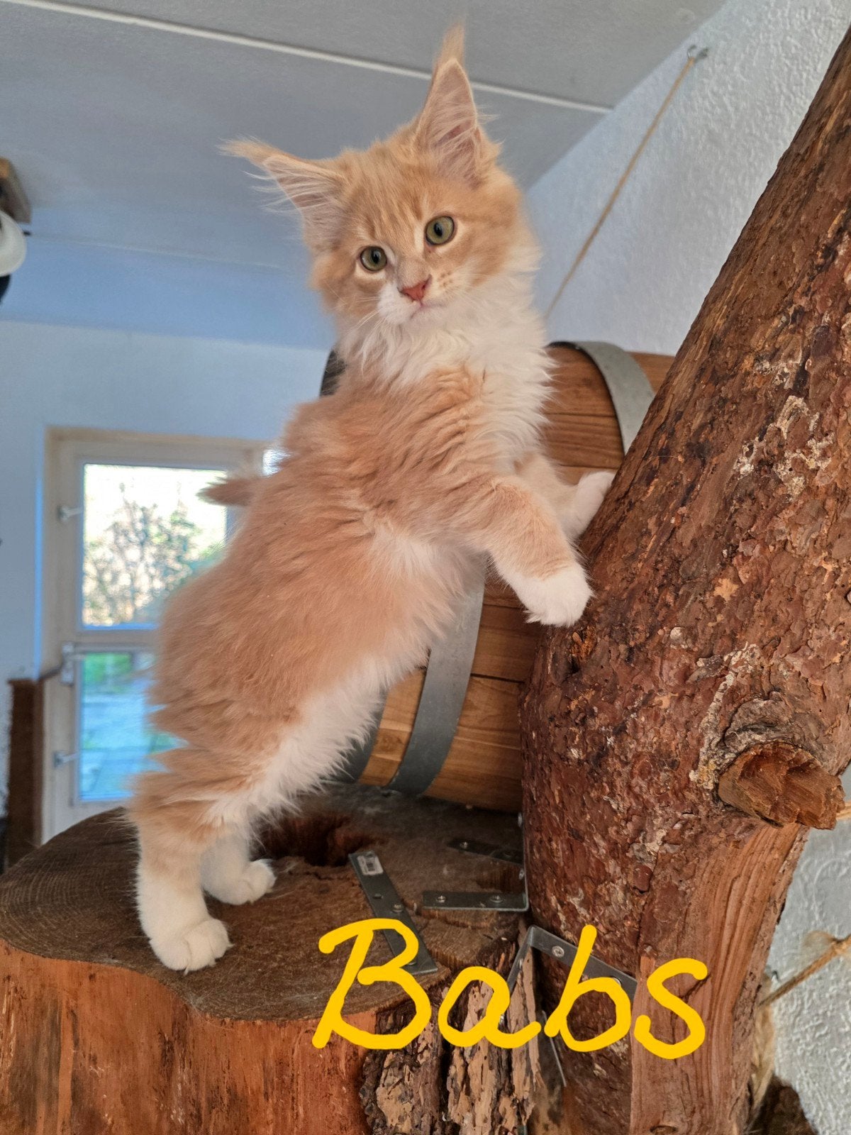prachtig Maine Coon poesje - onbevangen, grote pluimen, Poes, Gechipt, 0 tot 2 jaar
