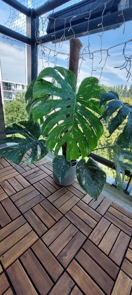 Monstera Thai Constellation /  fenestrated, Huis en Inrichting, Kamerplanten, Minder dan 100 cm, Groene kamerplant, Volle zon
