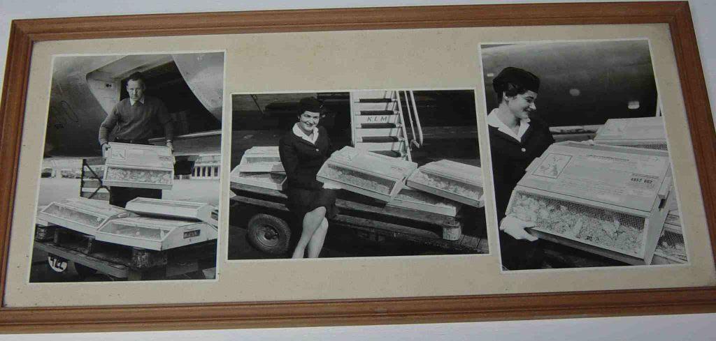 Houten lijst met glasplaat en foto's muizen transport Perzie, Huis en Inrichting, Ophalen, Gebruikt, Minder dan 50 cm, Foto of Poster