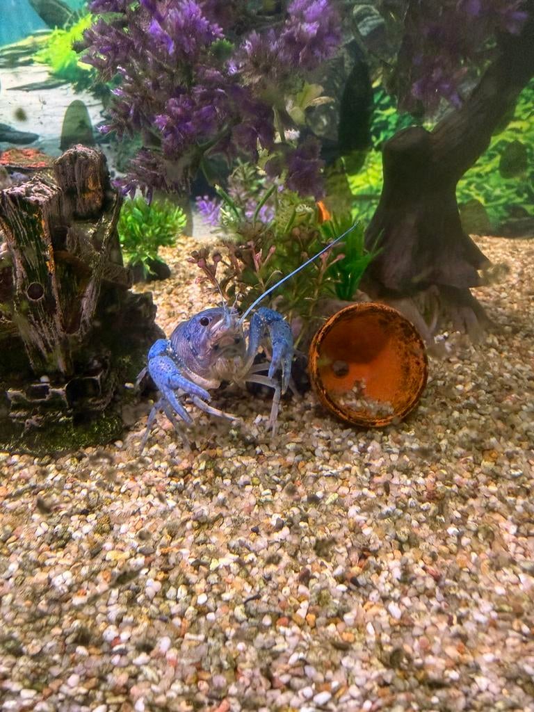 6 blauwe florida kreeften, Kreeft, Krab of Garnaal, Zoetwatervis