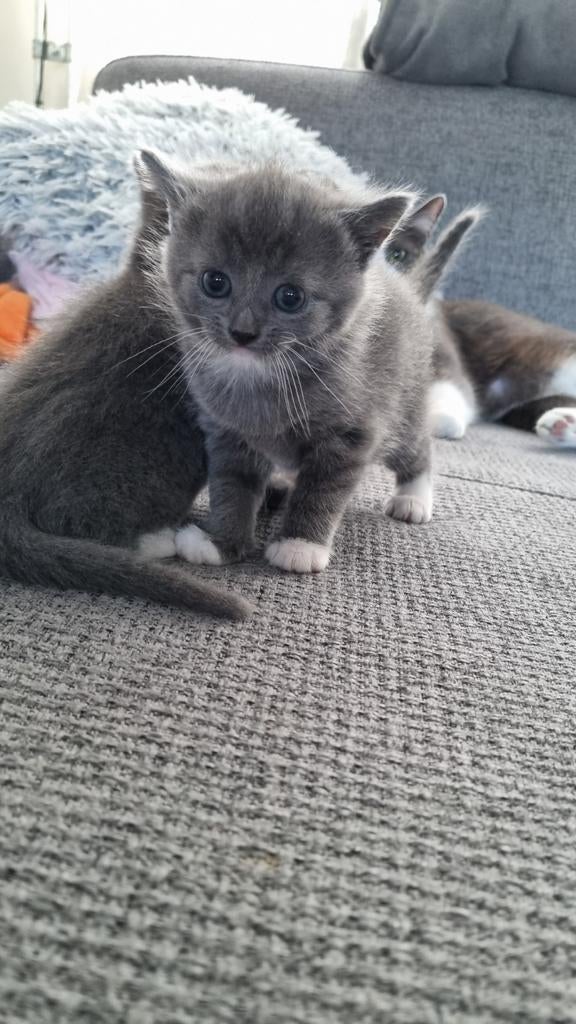 een vrouwelijke kat, Dieren en Toebehoren, Katten en Kittens | Overige Katten, Poes