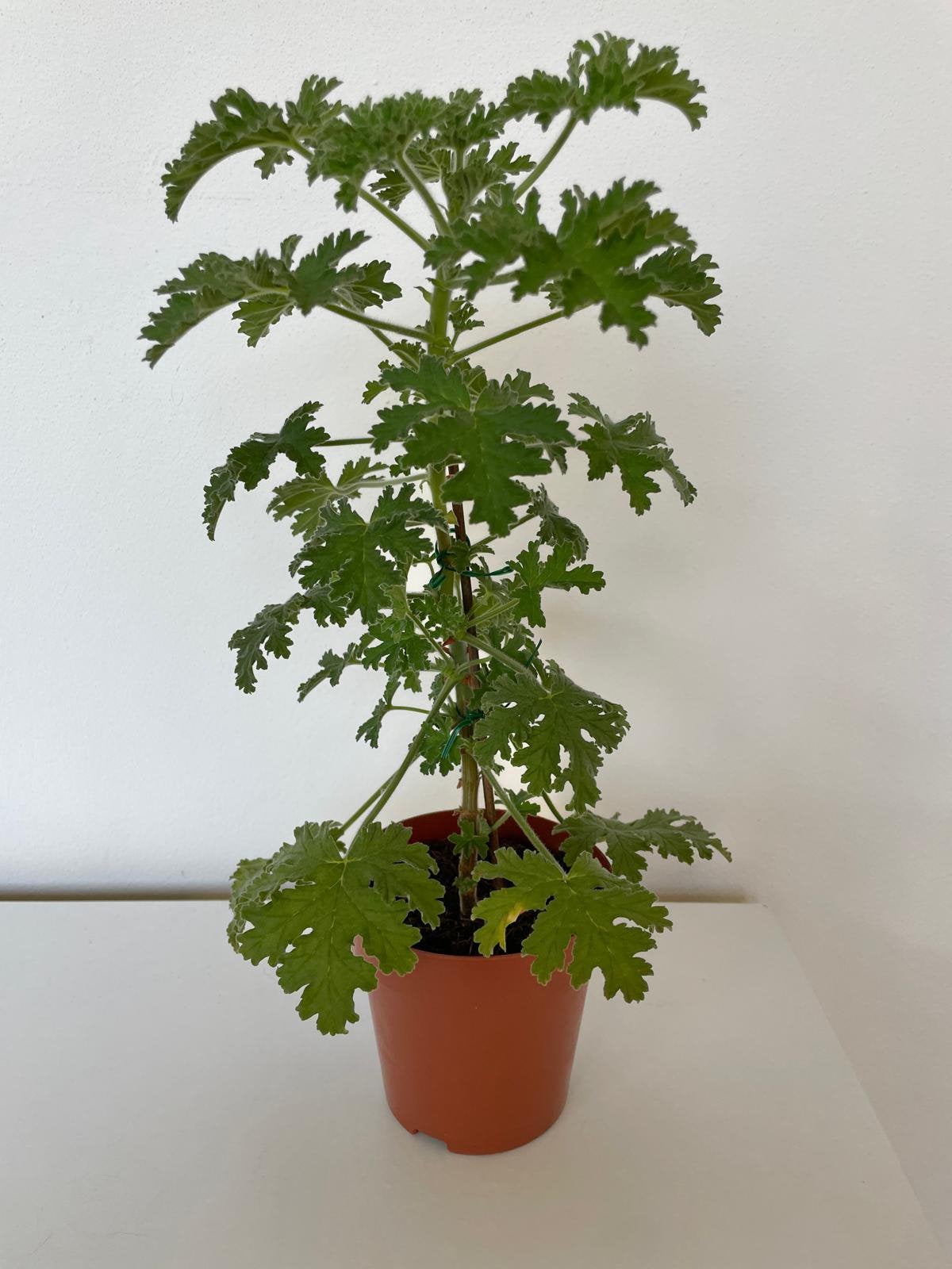 1 citroengeranium kamerplant, Huis en Inrichting, Kamerplanten, Ophalen, Halfschaduw, In pot, Minder dan 100 cm