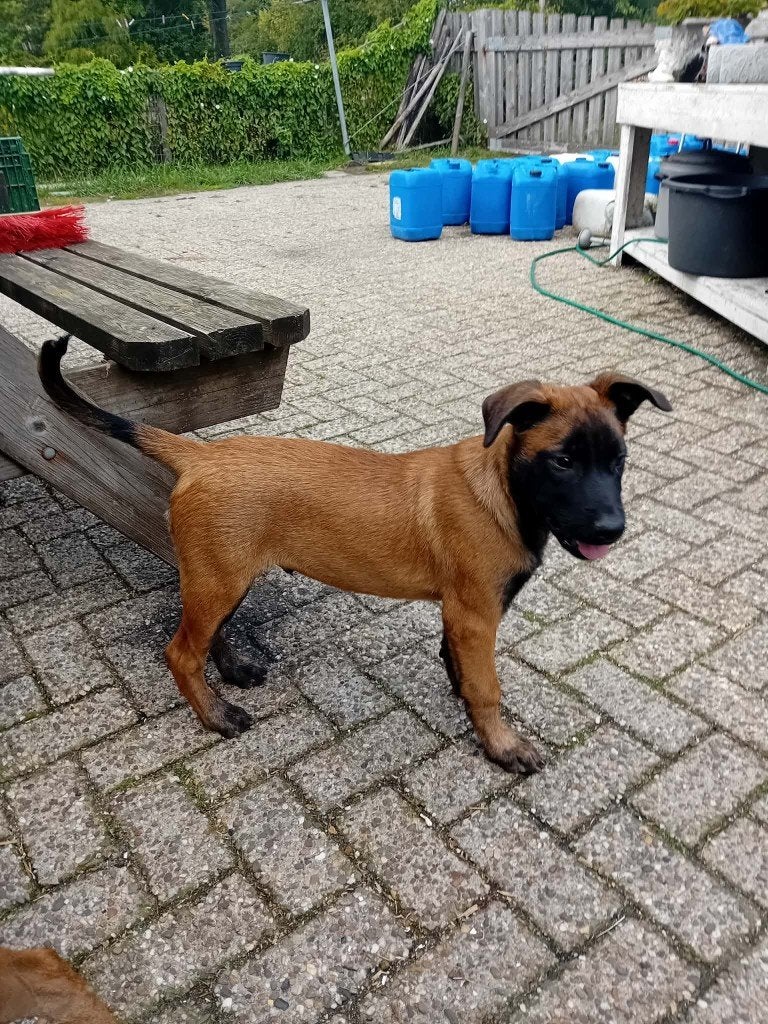 2 mooie mechelse herders reutjes, Reu, 8 tot 15 weken, Meerdere, Herder