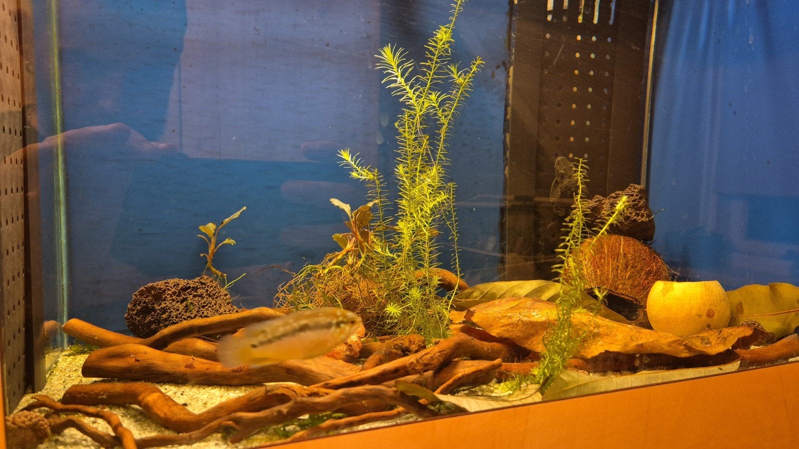 Ivanacara bimaculata, Zoetwatervis