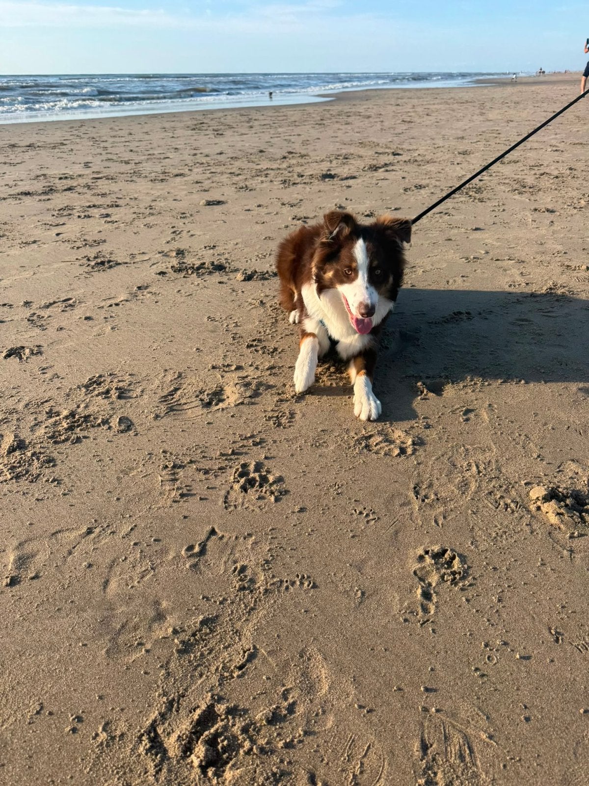 Border collie/australische herder, Parvo, 15 weken tot 1 jaar, Reu, Eén hond