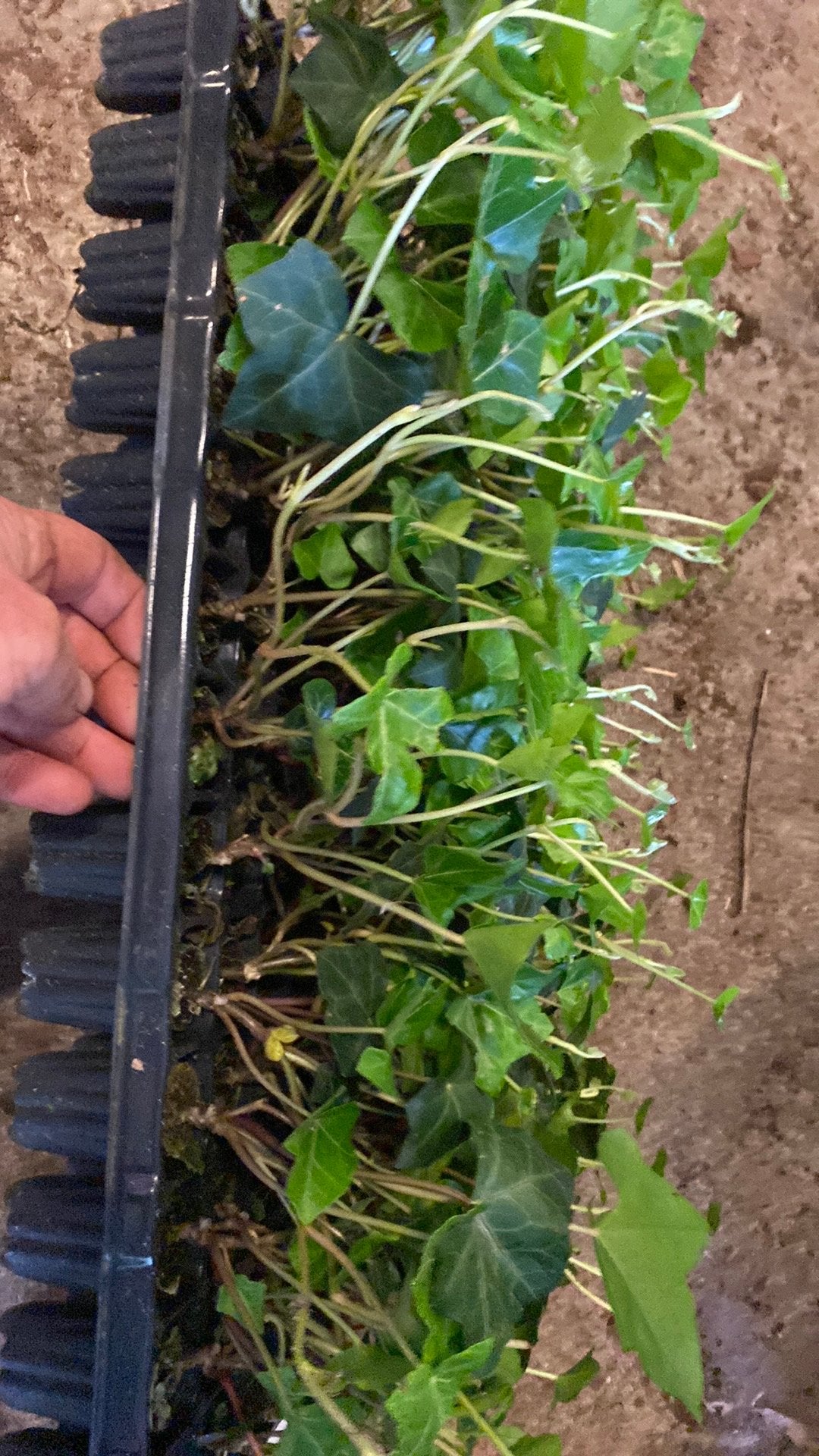 Hedera Stekken Kweken: Tips en Stappen | Marktplaats