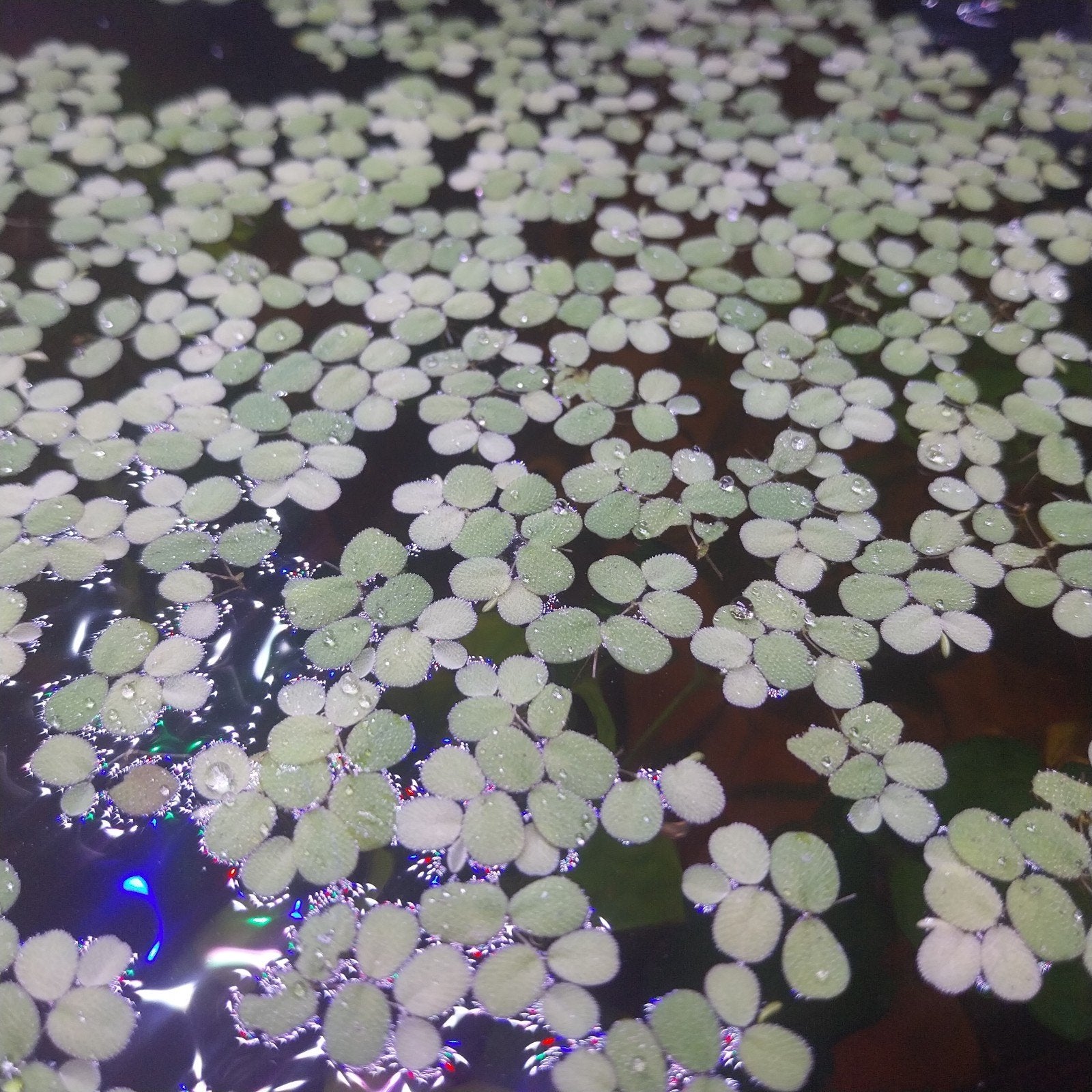 Salvinia Minima (kleine vlotvaren) drijfplantjes, Dieren en Toebehoren, Ophalen of Verzenden