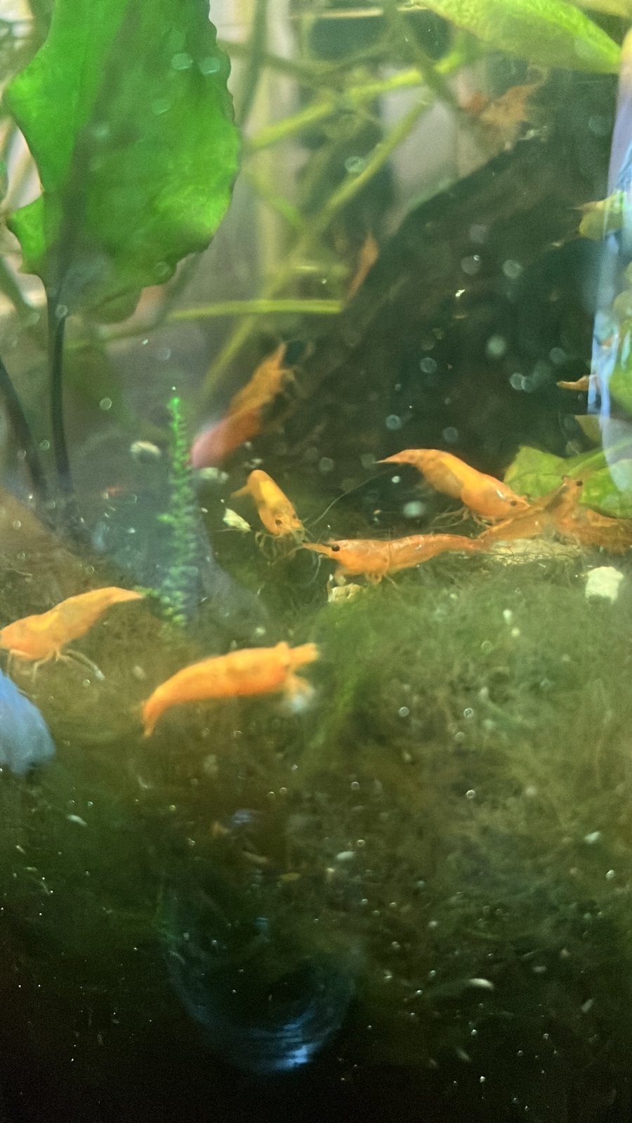 Mooie orange Sakura neocardina garnalen 2,-, Dieren en Toebehoren, Vissen | Aquariumvissen, Kreeft, Krab of Garnaal