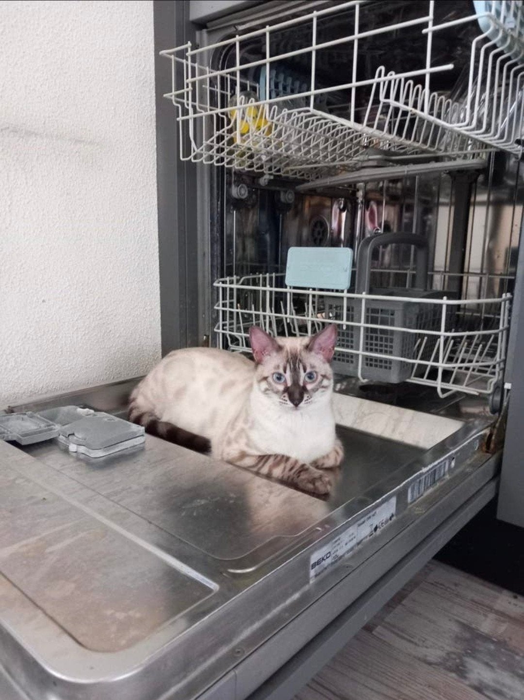 Snow/sneeuwbengaal poes, Poes, 0 tot 2 jaar
