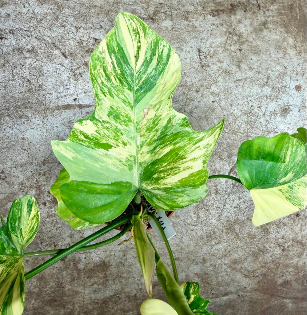 Philodendron Florida Beauty x Mayoi p12, Ophalen of Verzenden