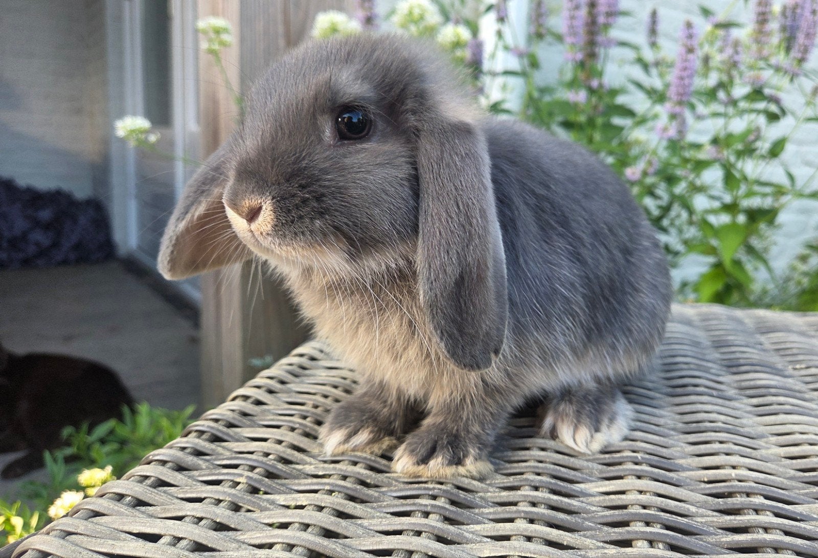 Nederlands dwerghangoor rammetje, otter blauw, gevaccineerd, Meerdere dieren, Dwerg, Hangoor, 0 tot 2 jaar