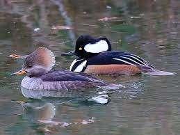 Eenden siereenden watervogels, Meerdere dieren, Eend