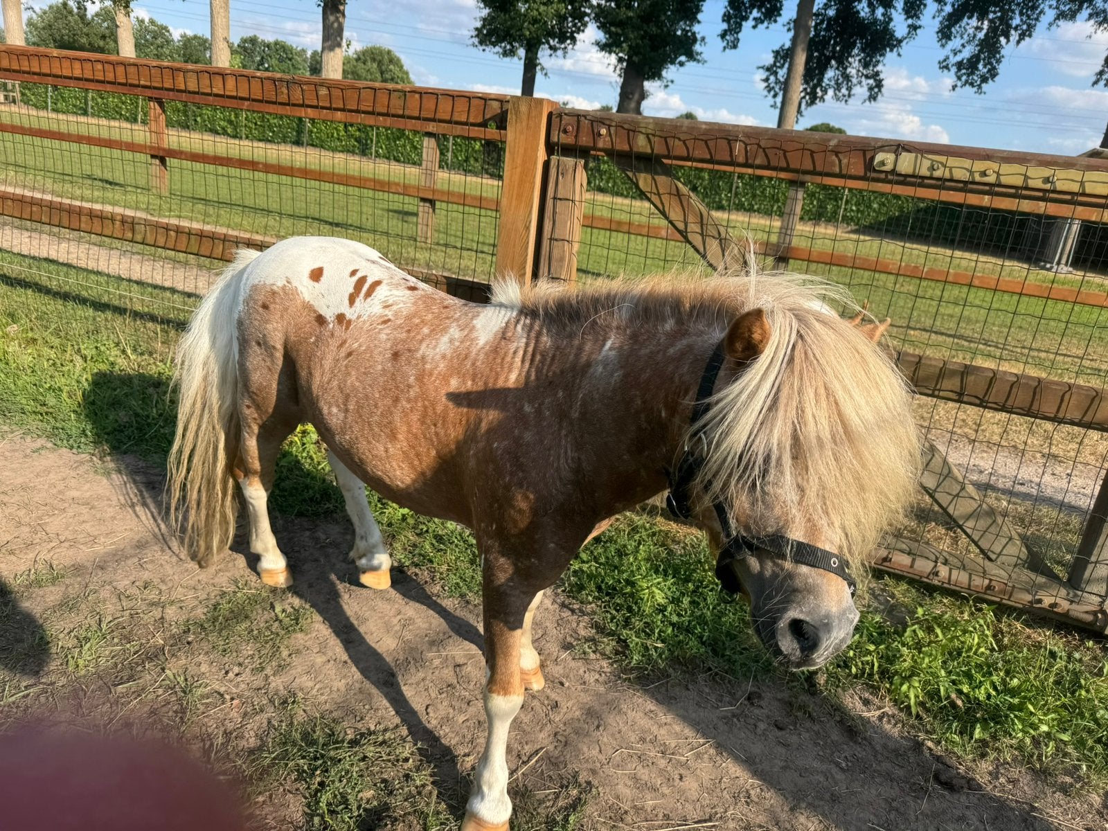 shetlander, Dieren en Toebehoren, Pony's, Hengst, Onbeleerd, A pony (tot 1.17m), 0 tot 2 jaar