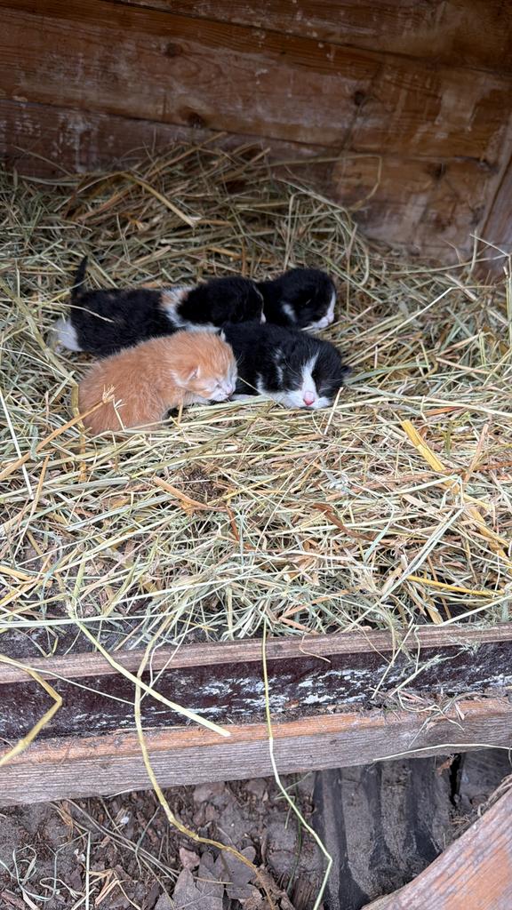 Lieve kittens te reseveren, Meerdere dieren, 0 tot 2 jaar
