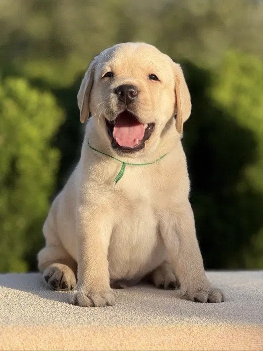 Labrador puppy te koop, 8 tot 15 weken, Labrador retriever, Meerdere, Meerdere dieren