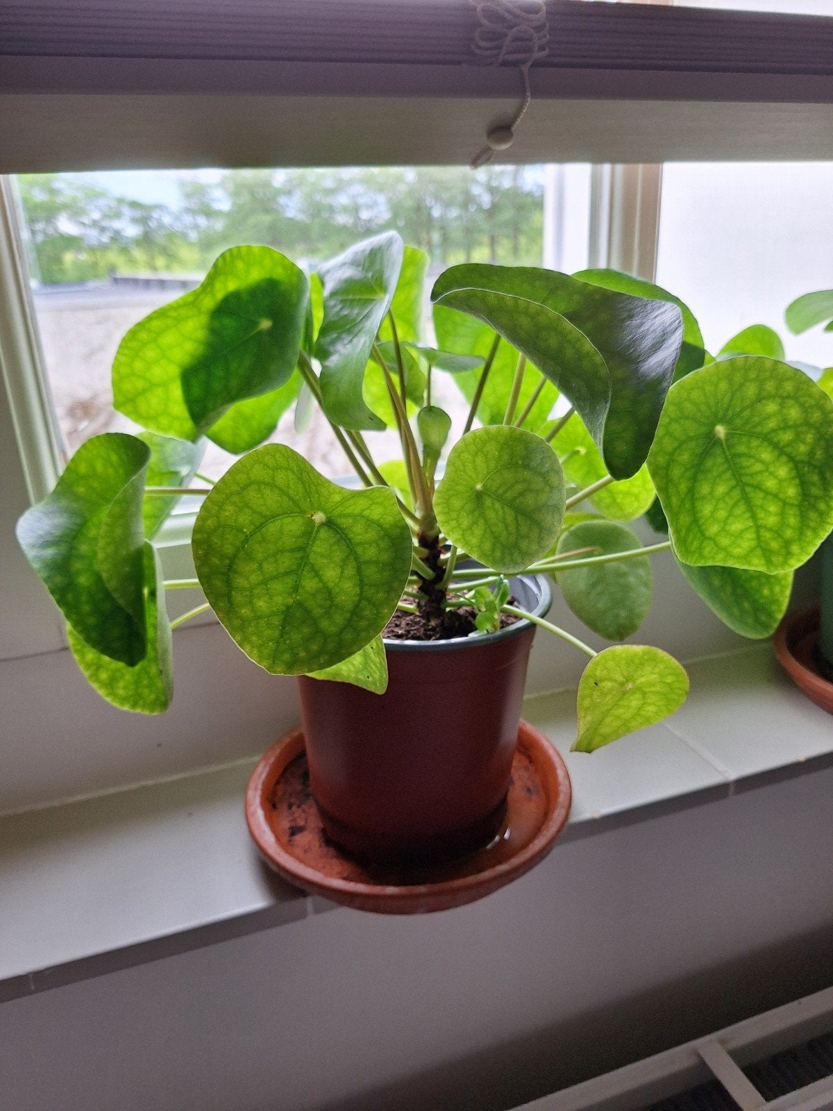 Pannekoekplant, Huis en Inrichting, Kamerplanten, Ophalen of Verzenden, Halfschaduw, Minder dan 100 cm