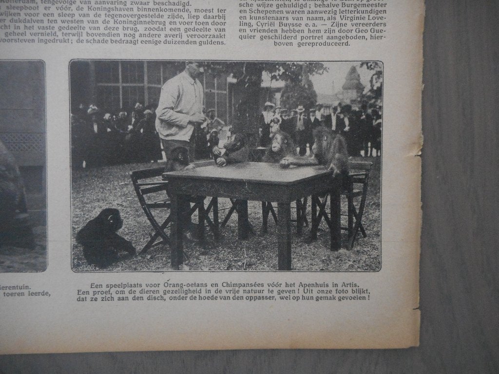 Artis. Apenhuis. Oppasser. 1912., Verzamelen, Tijdschriften, Kranten en Knipsels, Ophalen of Verzenden, Voor 1920, Nederland, Knipsel(s)